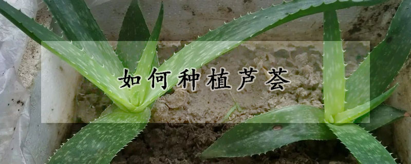 如何种植芦荟(如何种植芦荟的方法)