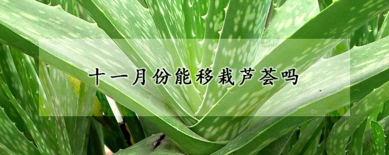 十一月份能移栽芦荟吗(芦荟11月份栽可以吗)