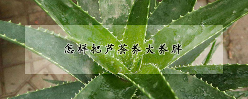 怎样把芦荟养大养胖(怎样把芦荟养大养胖芦荟的品种)