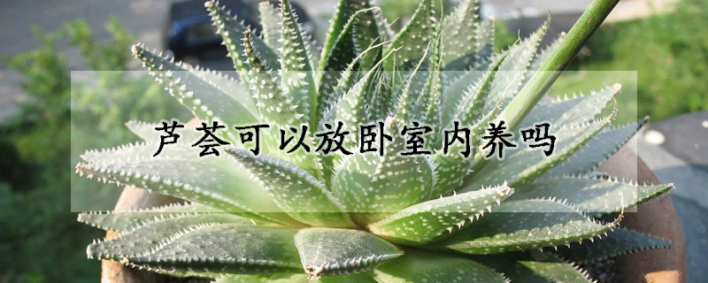 芦荟可以放卧室内养吗