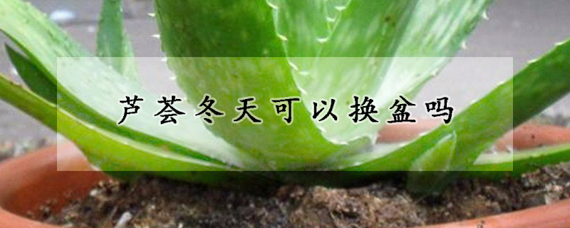 芦荟冬天可以换盆吗(什么季节可以给芦荟换盆)