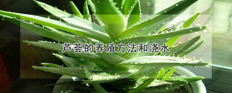 芦荟的养殖方法和浇水(芦荟的养殖方法和浇水时间)