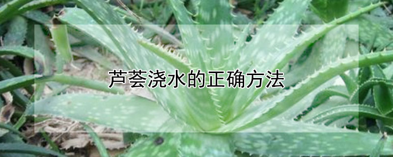 芦荟浇水的正确方法(芦荟应该如何浇水)