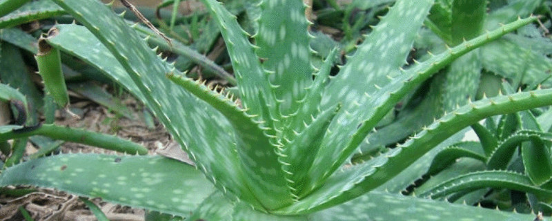 芦荟移盆后马上浇水吗(芦荟移栽后需要立马浇水吗)