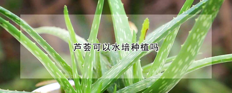 芦荟可以水培种植吗(芦荟叶可以水培种植吗)