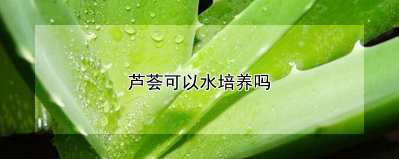 芦荟可以水培养吗(芦荟可以水培植吗)