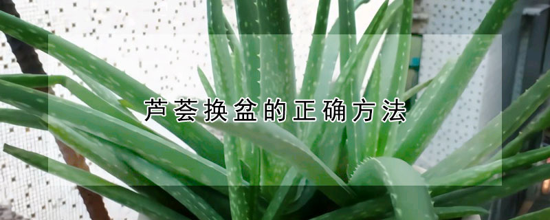 芦荟换盆的正确方法(芦荟花怎样换盆)