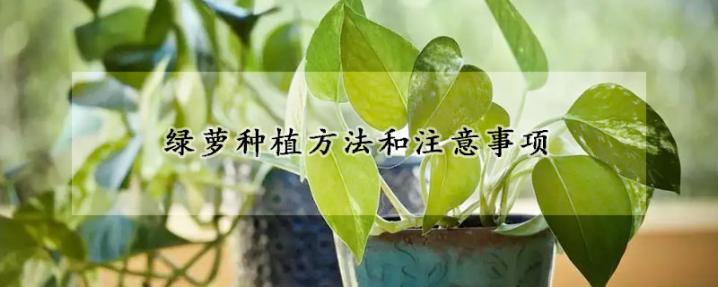 绿萝种植方法和注意事项(土植绿萝注意事项)