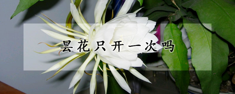 昙花只开一次吗(为什么昙花只开放一次)