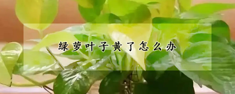 绿萝叶子黄了怎么办(绿萝叶子黄了怎么办怎么补救)