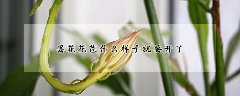 昙花花苞什么样子就要开了(昙花开始的花苞)