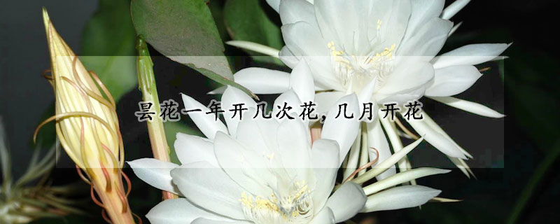 昙花一年开几次花,几月开花(昙花一年开几次花几月开花)