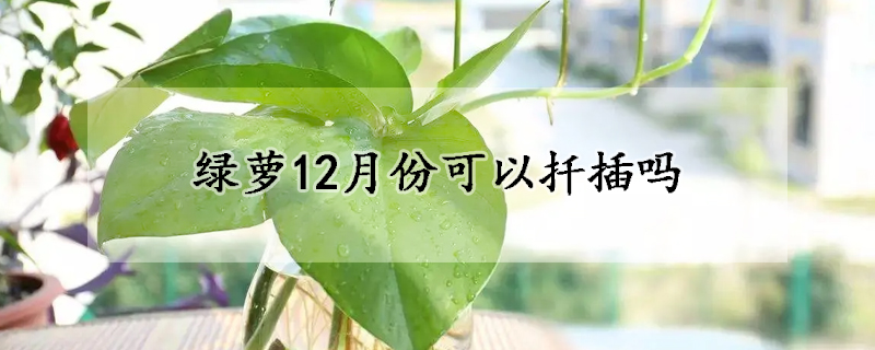 绿萝12月份可以扦插吗(这个季节可以扦插绿萝吗)