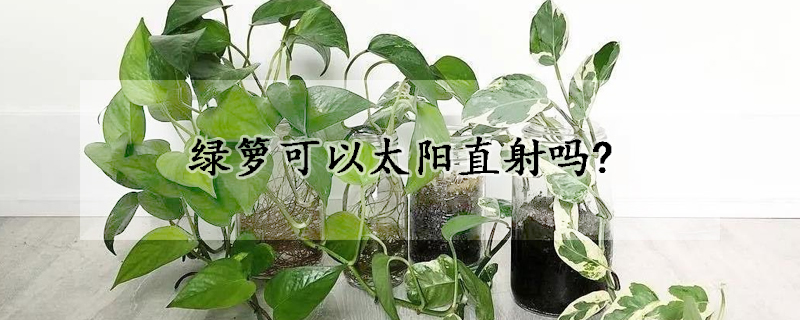 绿箩可以太阳直射吗?(绿箩能晒大太阳吗)