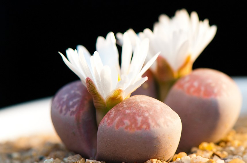 生石花是生物吗？(生石花是非生物还是生物)