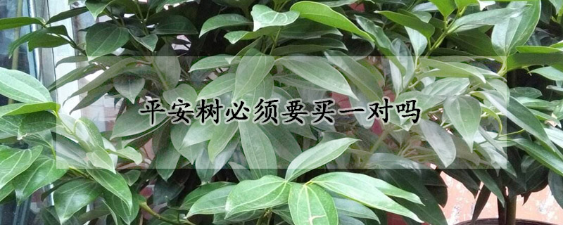 平安树必须要买一对吗(平安树必须要买一对吗图片)