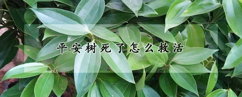 平安树死了怎么救活(平安树枯了怎么救活)