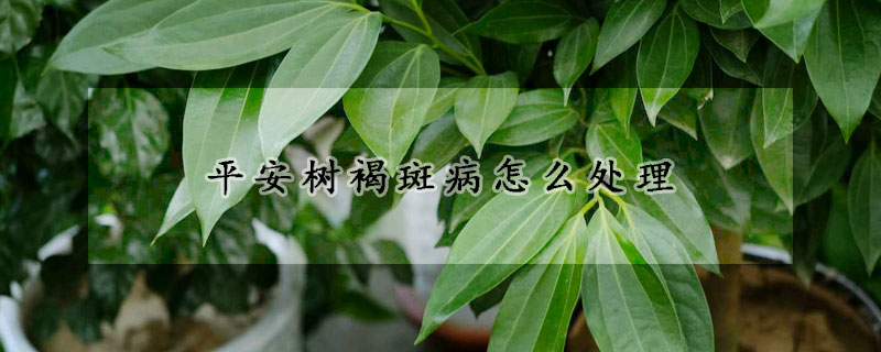 平安树褐斑病怎么处理(平安树有锈斑治疗方法)