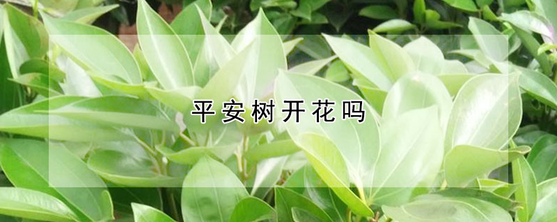 平安树开花吗(平安树开花吗图片欣赏)