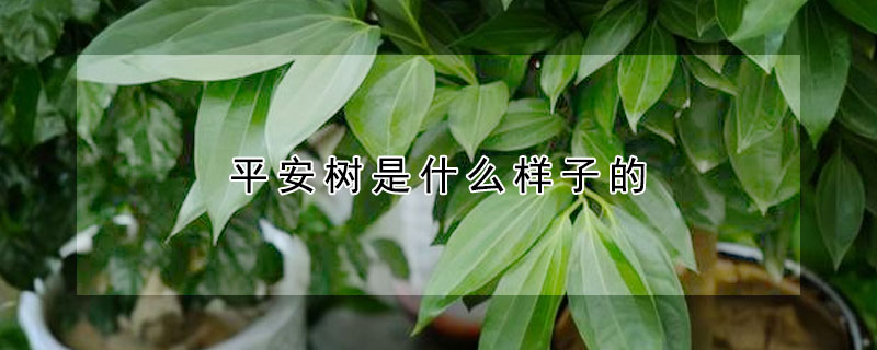 平安树是什么样子的(平安树是啥样的)