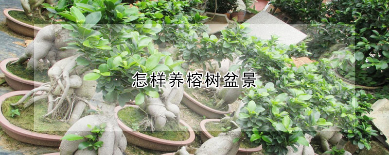 怎样养榕树盆景(怎样养榕树盆景好看)