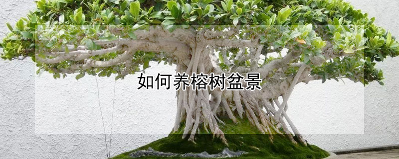 如何养榕树盆景(家庭榕树盆景怎么养)