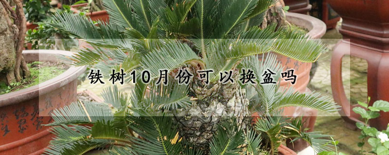 铁树10月份可以换盆吗(铁树几月换盆)