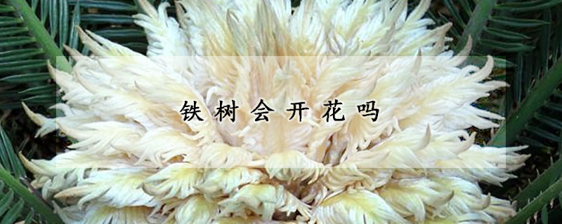 铁树会开花吗(铁树会开花吗是什么意思)