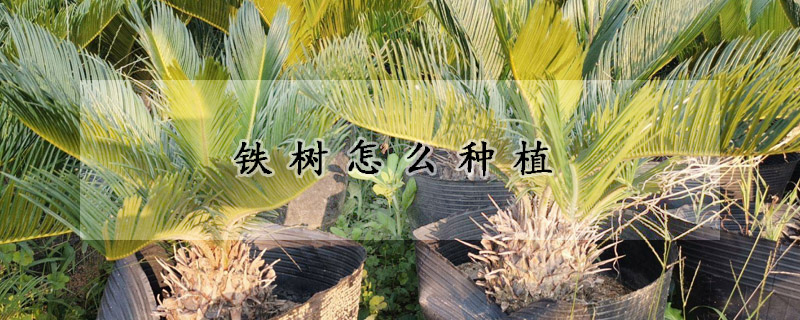 铁树怎么种植(铁树怎么种植和管理)