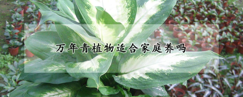 万年青植物适合家庭养吗(万年青可以室内养吗)