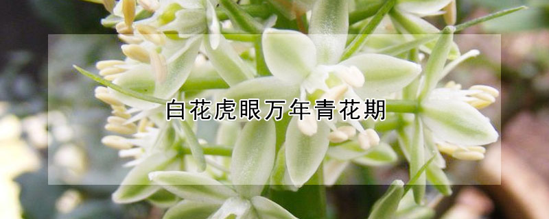 白花虎眼万年青花期(白花虎眼万年青又名)