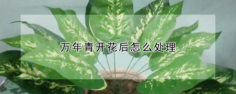 万年青开花后怎么处理(万年青开完花后怎么处理)