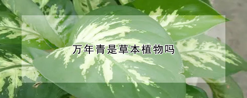 万年青是草本植物吗(万年青是一种什么植物)