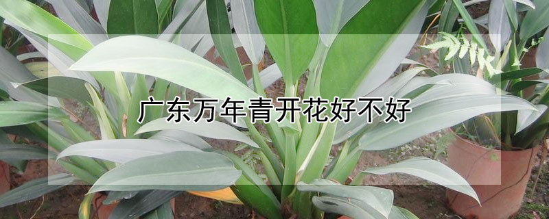 广东万年青开花好不好(广东万年青开花预兆什么)