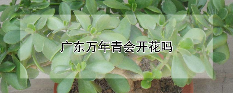 广东万年青会开花吗(广东万年青会开花结果吗)