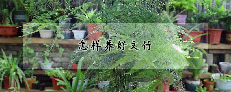 怎样养好文竹(怎样养文竹更茂盛)