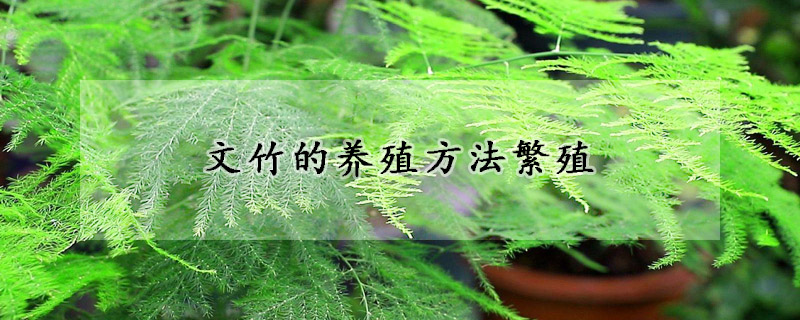 文竹的养殖方法繁殖(文竹的繁殖方法是怎么繁殖的)