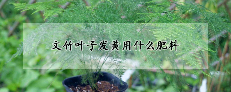 文竹叶子发黄用什么肥料(文竹叶子黄了用什么)