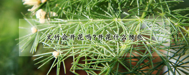 文竹会开花吗?开花什么预兆