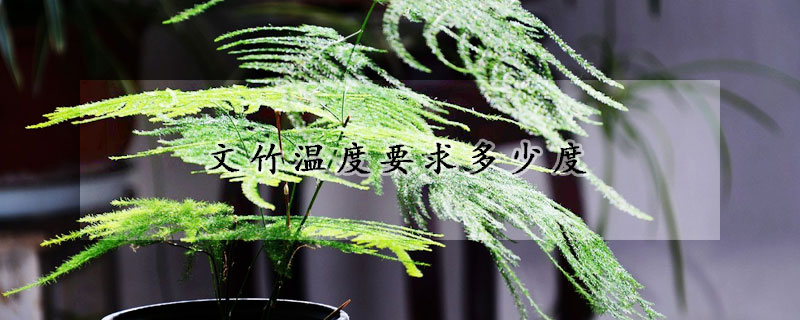 文竹温度要求多少度(文竹温度要求多少度合适)