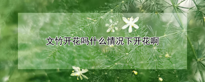 文竹开花吗什么情况下开花啊(文竹开花吗什么情况下开花啊图片)