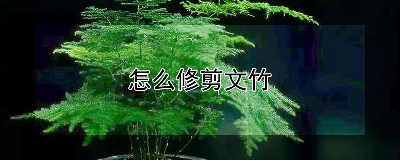 怎么修剪文竹(修剪文竹要留多长根茎)