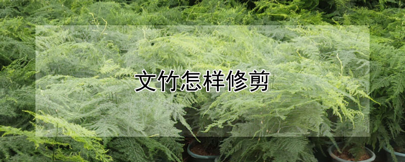 文竹怎样修剪(文竹的修剪方式)