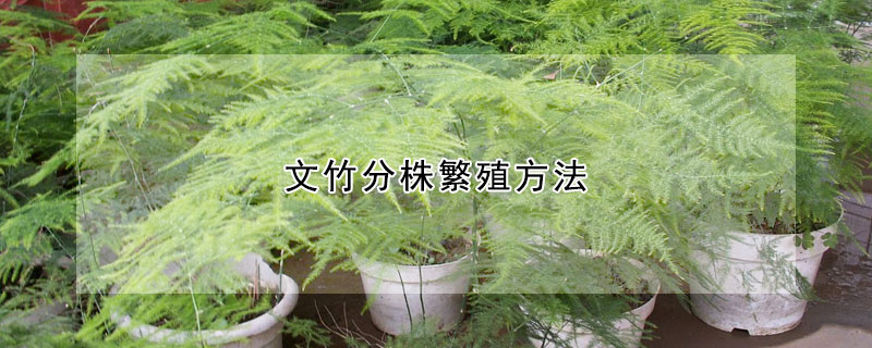 文竹分株繁殖方法(文竹 分株)