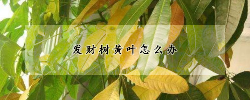 发财树黄叶怎么办(发财树黄叶子咋办)