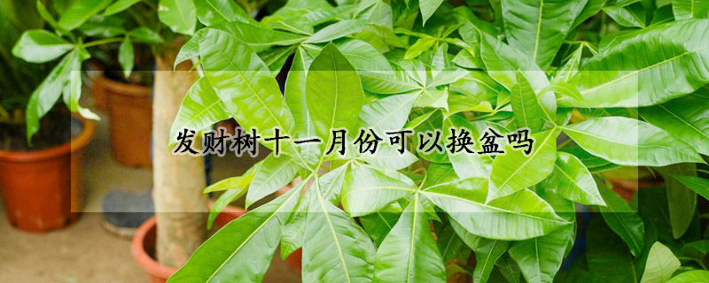 发财树十一月份可以换盆吗(发财树几月可以换盆)