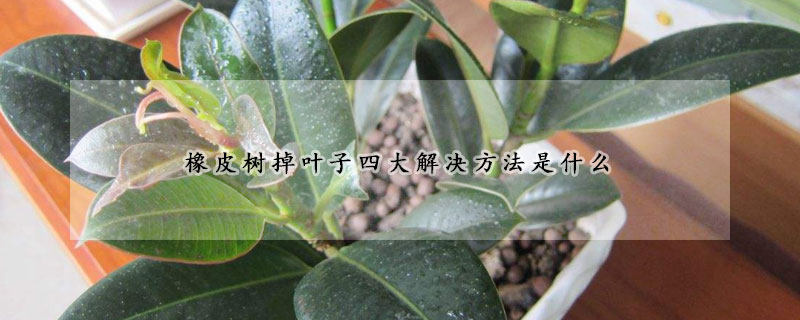 橡皮树掉叶子四大解决方法是什么(橡皮树掉叶子四大解决方法是什么意思)