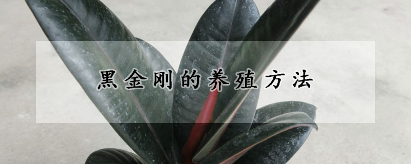 黑金刚的养殖方法