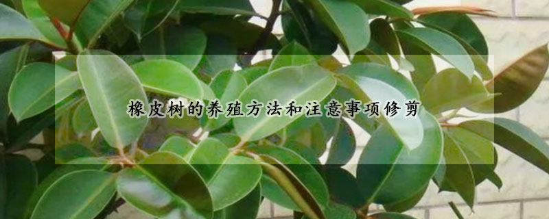 橡皮树的养殖方法和注意事项修剪(橡皮树的种植方法养殖方法)