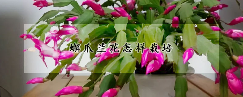 蠏爪兰花怎样栽培(蟞爪兰怎么移栽?)